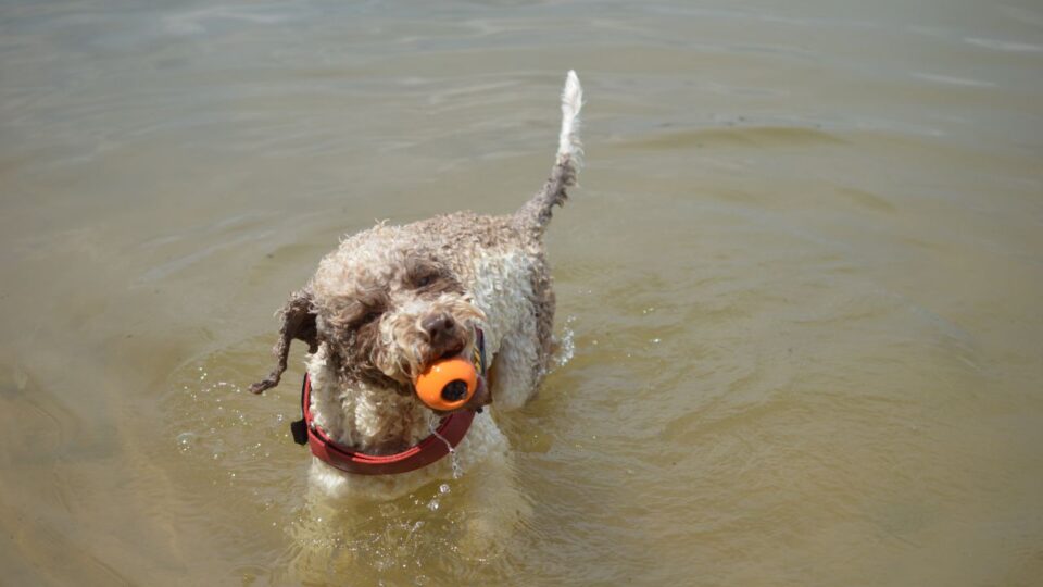 Lagotto Romagnolo – pies bawiący się piłką - pies rodzinny