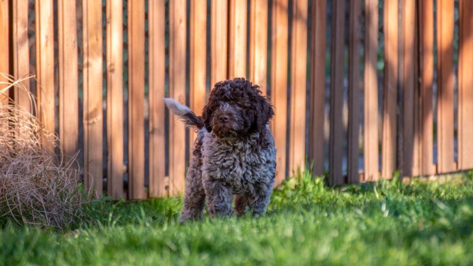 Lagotto Romagnolo – pies o kręconej sierści
