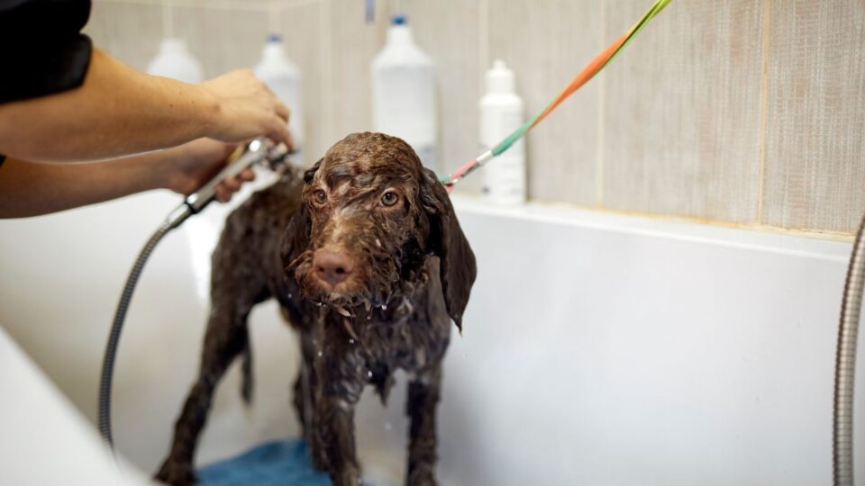 Pielęgnacja Lagotto Romagnolo