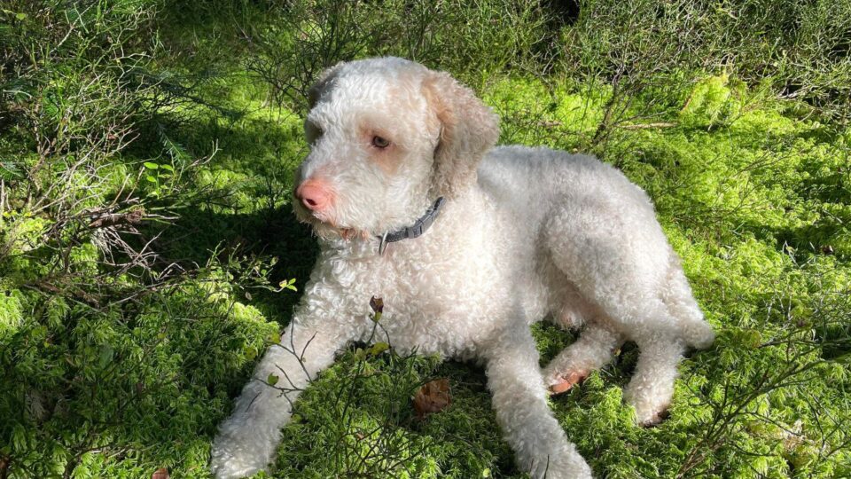 Lagotto Romagnolo pies o białym umaszczeniu 