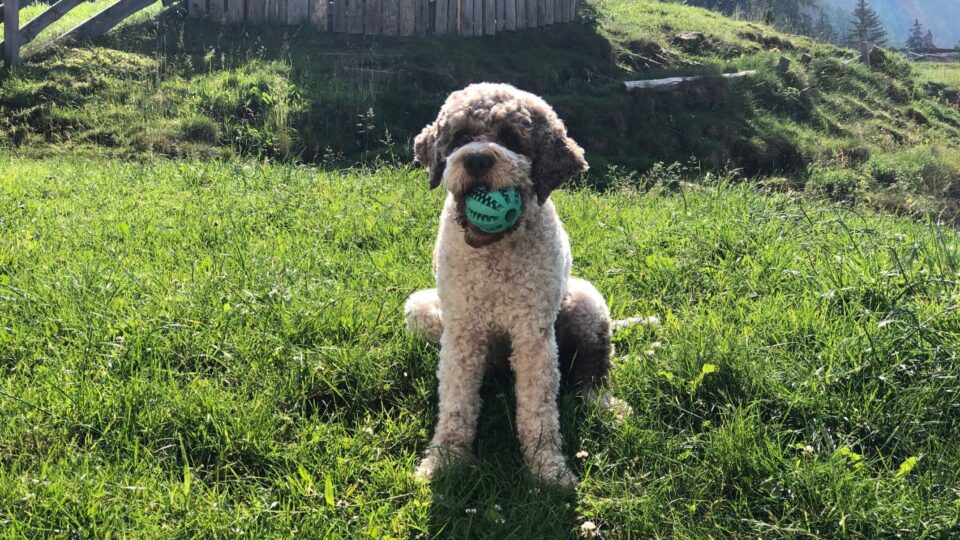Lagotto Romagnolo pies o kręconej sierści bawiący się piłką