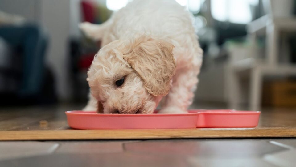 szczeniak rasy Lagotto Romagnolo jedzący karmę z miski