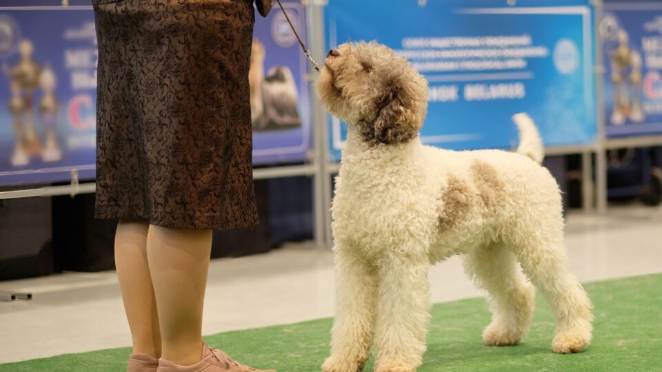 Pies rasy Lagotto Romagnolo na wystawie psów