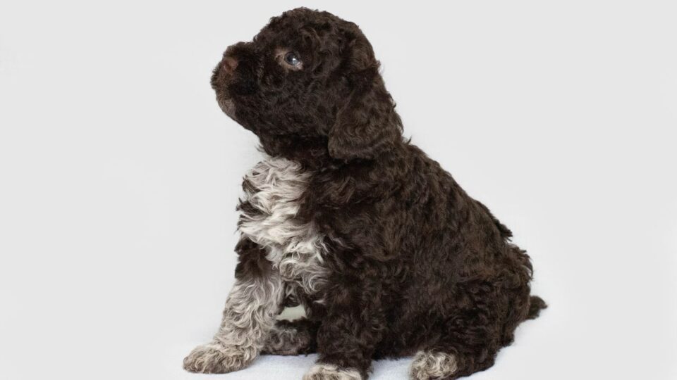 Szczeniak rasy Lagotto Romagnolo