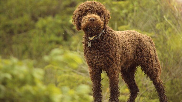 Lagotto Romagnolo