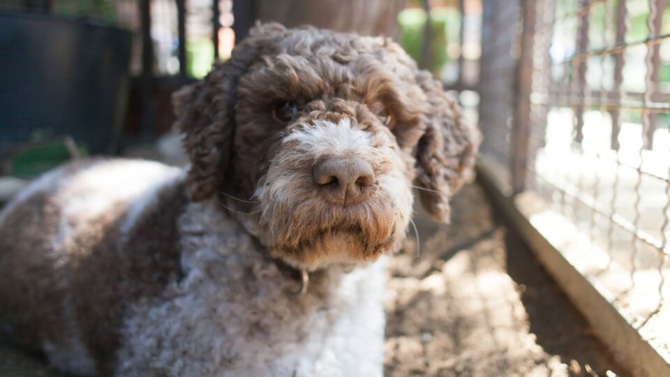 Lagotto Romagnolo w klatce 