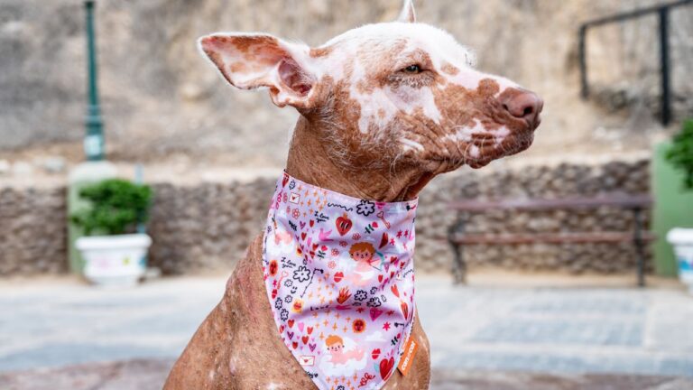 Xoloitzcuintli - kompletny przewodnik po rasie. Charakter, pielęgnacja, zdrowie i cena