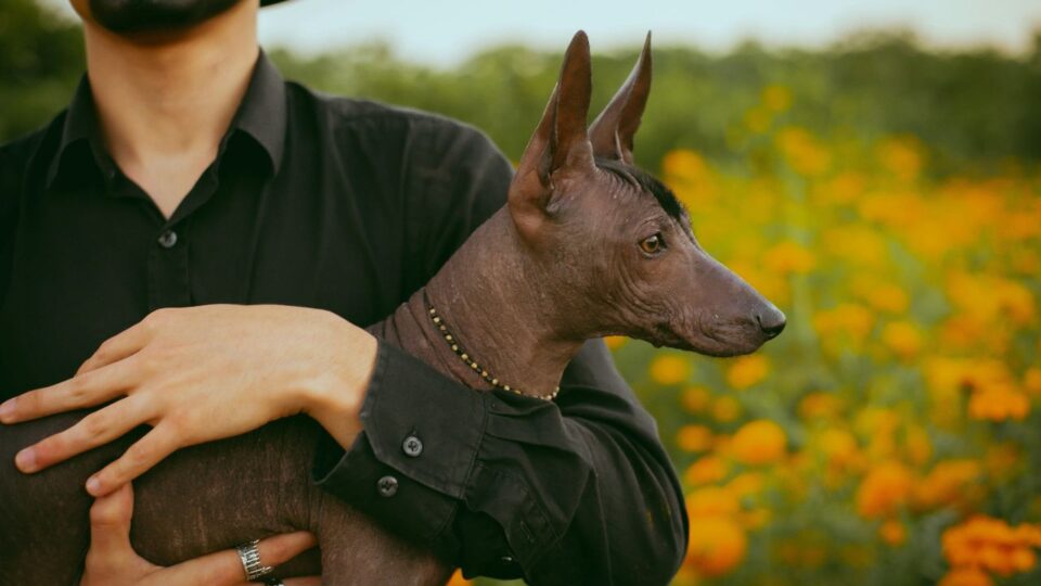 Pies rasy Xoloitzcuintli trzymany w objęciach właściciela