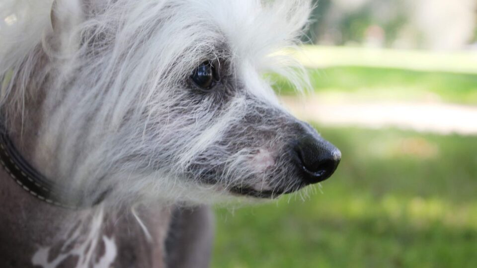 Zbliżenie na pyszczek psa Xoloitzcuintli 