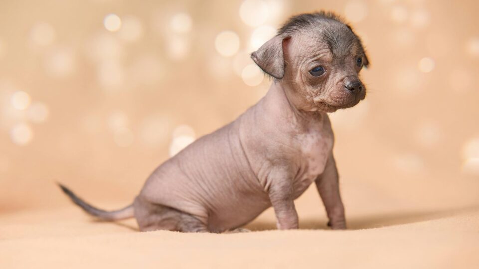 Szczeniak rasy Xoloitzcuintli 