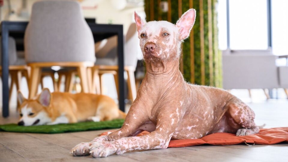 Xoloitzcuintli w otoczeniu psa innej rasy